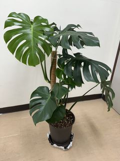 由 hellosydney718 (刊登 ID 1460940724，圖片 1) 提交，位於 的 (類別：)，說明：。
