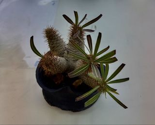 （分類：）位於 。 由 miffyo 提交（商品編號 1460963498，圖片 1）。簡介： 。