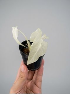 （分類：）位於 。 由 greennook 提交（商品編號 1460932266，圖片 1）。簡介： 。