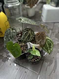 (Category: ) located in . Submitted by balconyplant (Listing ID 1461064211, Image 1). Description: .