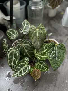 (Category: ) located in . Submitted by balconyplant (Listing ID 1461075298, Image 1). Description: .