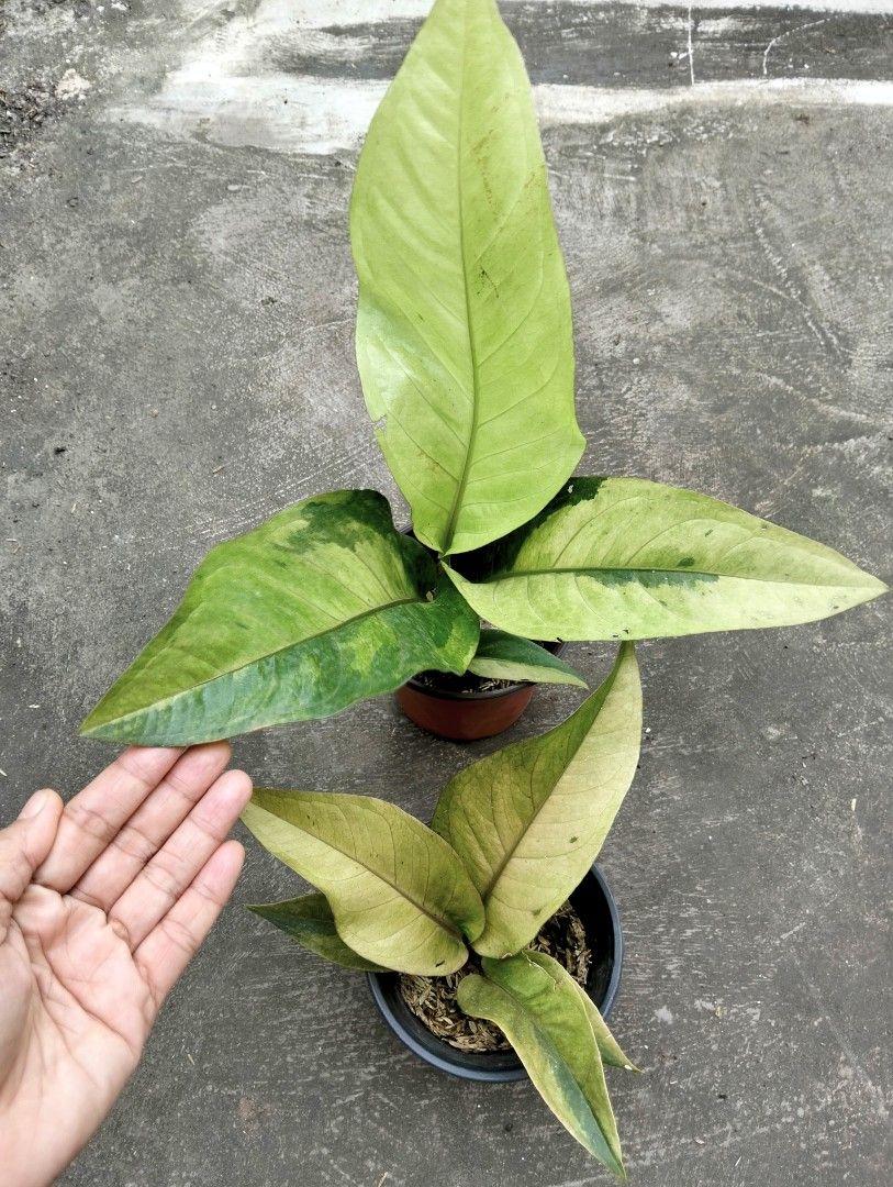 Anthurium Foliage Mint (Category: Plants & Seeds) located in Cagayan de Oro. Submitted by rochellejandcgarden06684 (Listing ID 1461048263, Image 2). Description: Anthurium Foliage Mint ✅500 & 350 Locally grown, own propagation. Location: Canitoan Cdo City Pick up, Maxim delivery, J&T Express.