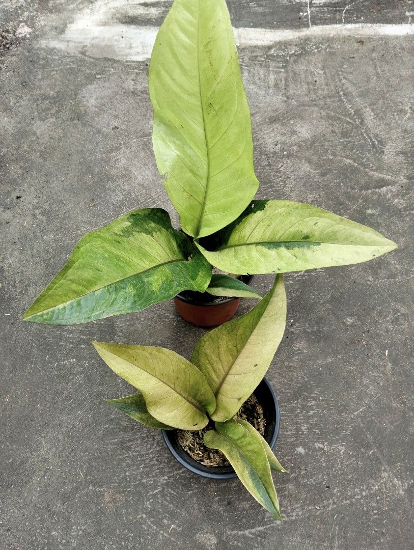 Anthurium Foliage Mint (Category: Plants & Seeds) located in Cagayan de Oro. Submitted by rochellejandcgarden06684 (Listing ID 1461048263, Image 3). Description: Anthurium Foliage Mint ✅500 & 350 Locally grown, own propagation. Location: Canitoan Cdo City Pick up, Maxim delivery, J&T Express.
