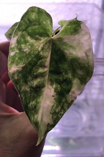 (Category: ) located in . Submitted by PlantsRanger (Listing ID 1461061183, Image 1). Description: .