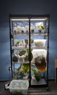 (Category: ) located in . Submitted by plantuncle (Listing ID 1461015327, Image 1). Description: .