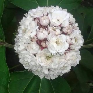 (Category: ) located in . Submitted by roseandplants (Listing ID 1461061211, Image 1). Description: .