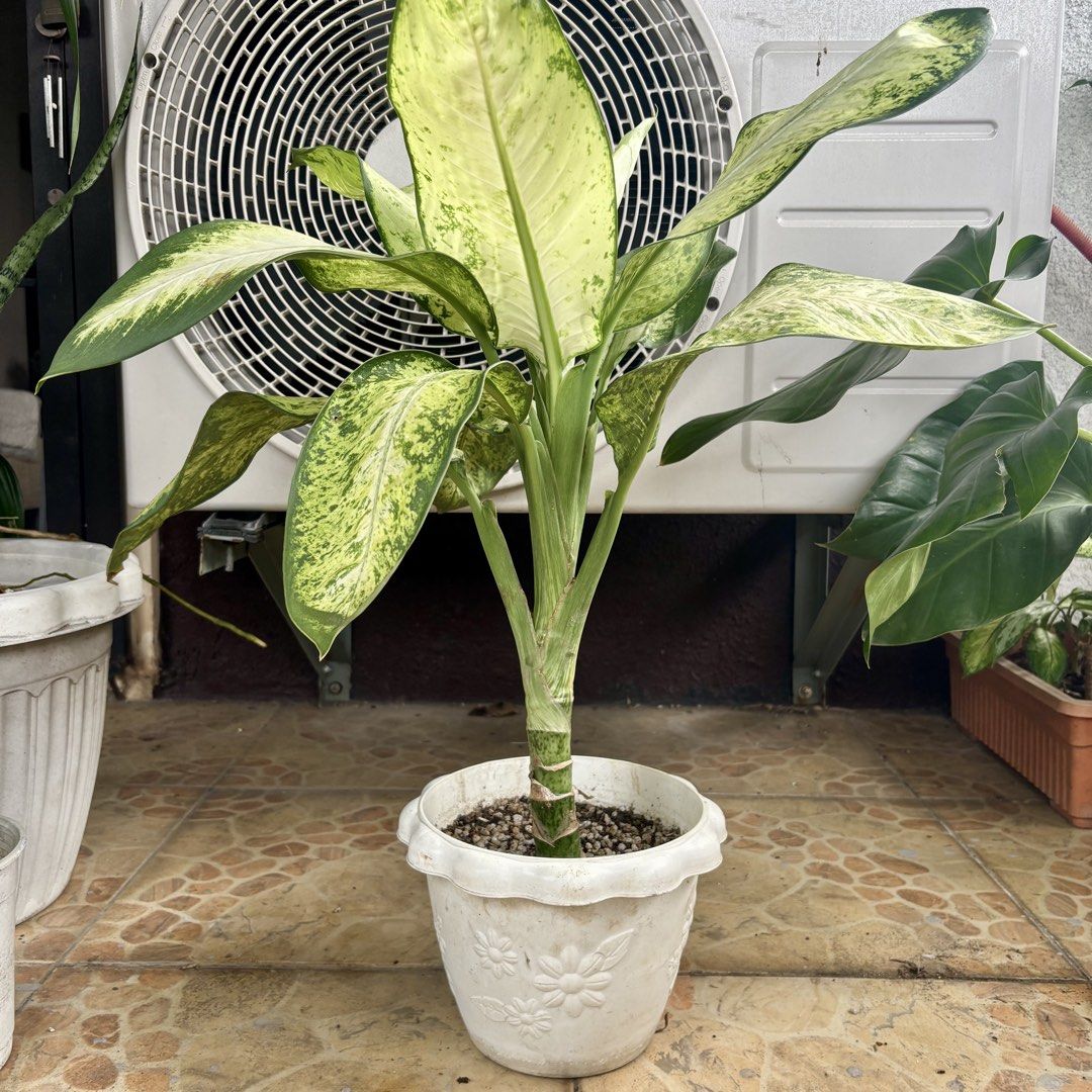 Dieffenbachia Plant (Category: Plants & Seeds) located in Pasig City. Submitted by marielivingph (Listing ID 1461075882, Image 1). Description: Dieffenbachia Plant comes in white pot..