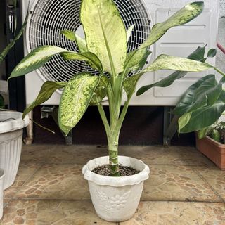 (Category: ) located in . Submitted by marielivingph (Listing ID 1461075882, Image 1). Description: .