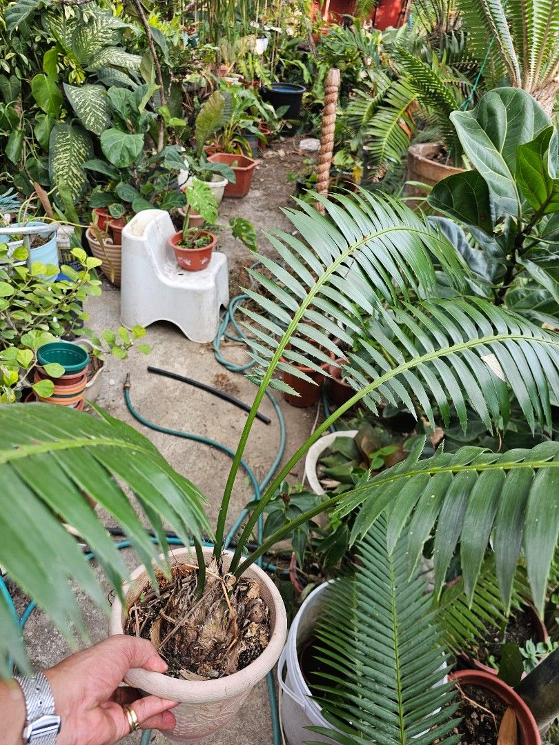 Dioon edule spinulosum (Category: Plants & Seeds) located in Tagbilaran City. Submitted by lugarpogi (Listing ID 1461004158, Image 2). Description: Cycad.