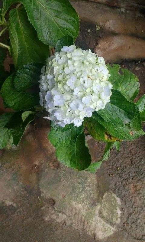 Flowering plants 🪴 (Category: Plants & Seeds) located in Quezon City. Submitted by amazingmaria3680 (Listing ID 1461112642, Image 1). Description: .