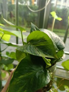 (Category: ) located in . Submitted by plant-cartel-boss (Listing ID 1461013094, Image 1). Description: .