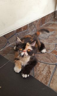 (Kategori: ) berada di . Dikirim oleh dimazrangg25527 (ID iklan 1460983270, Gambar 1). Deskripsi: .