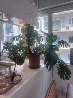 （分類：）位於 。 由 jasminkhal57958 提交（商品編號 1460952253，圖片 1）。簡介： 。