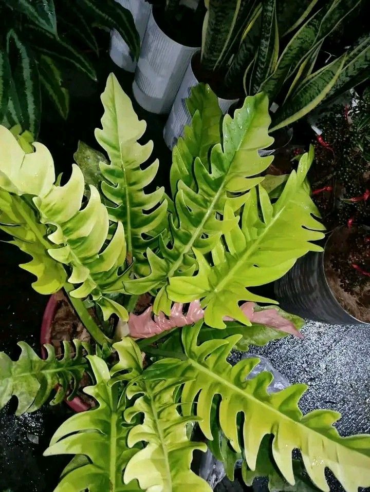 Low maintenance plants (Category: Plants & Seeds) located in Quezon City. Submitted by amazingmaria3680 (Listing ID 1461112617, Image 1). Description: .