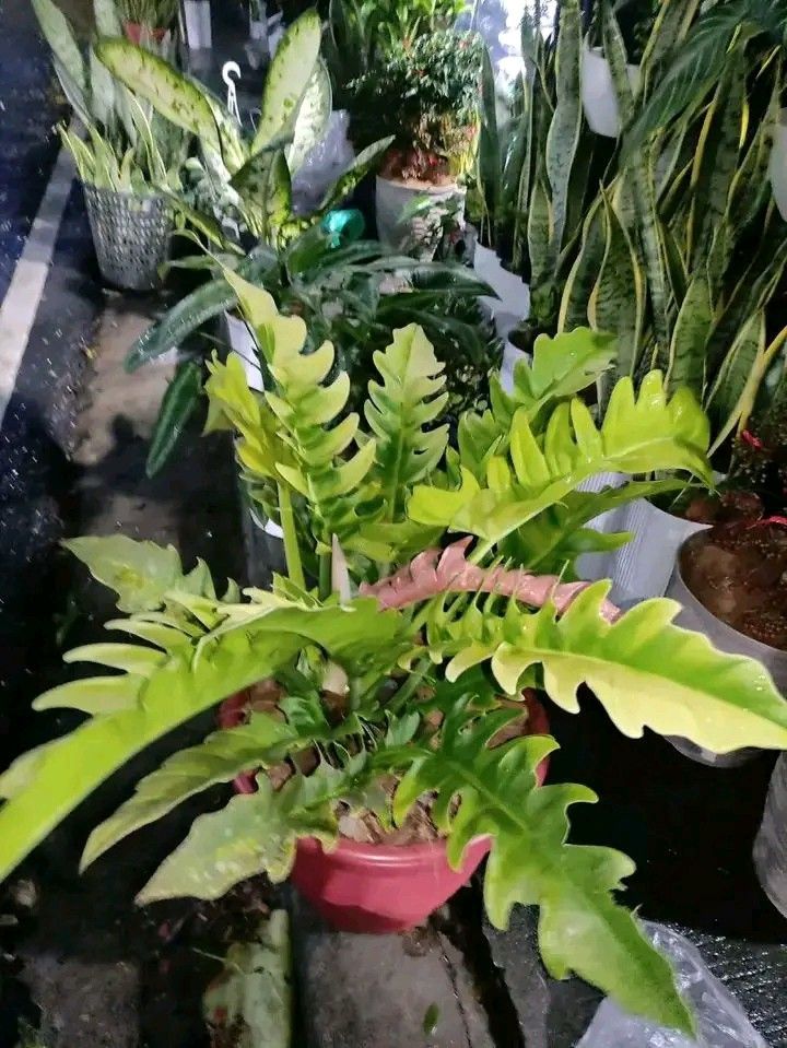 Low maintenance plants (Category: Plants & Seeds) located in Quezon City. Submitted by amazingmaria3680 (Listing ID 1461112617, Image 2). Description: .