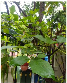 (Category: ) located in . Submitted by gardensnick (Listing ID 1460966573, Image 1). Description: .