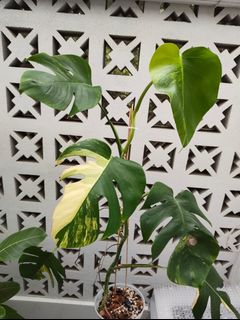 (Category: ) located in . Submitted by utaniaplants (Listing ID 1461025090, Image 1). Description: .
