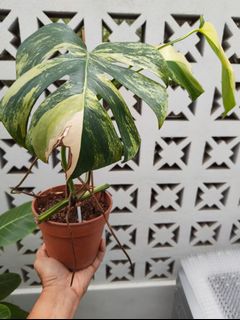 (Category: ) located in . Submitted by utaniaplants (Listing ID 1461025512, Image 1). Description: .