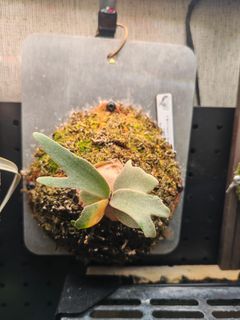 （分類：）位於 。 由 donplantsman 提交（商品編號 1460941824，圖片 1）。簡介： 。