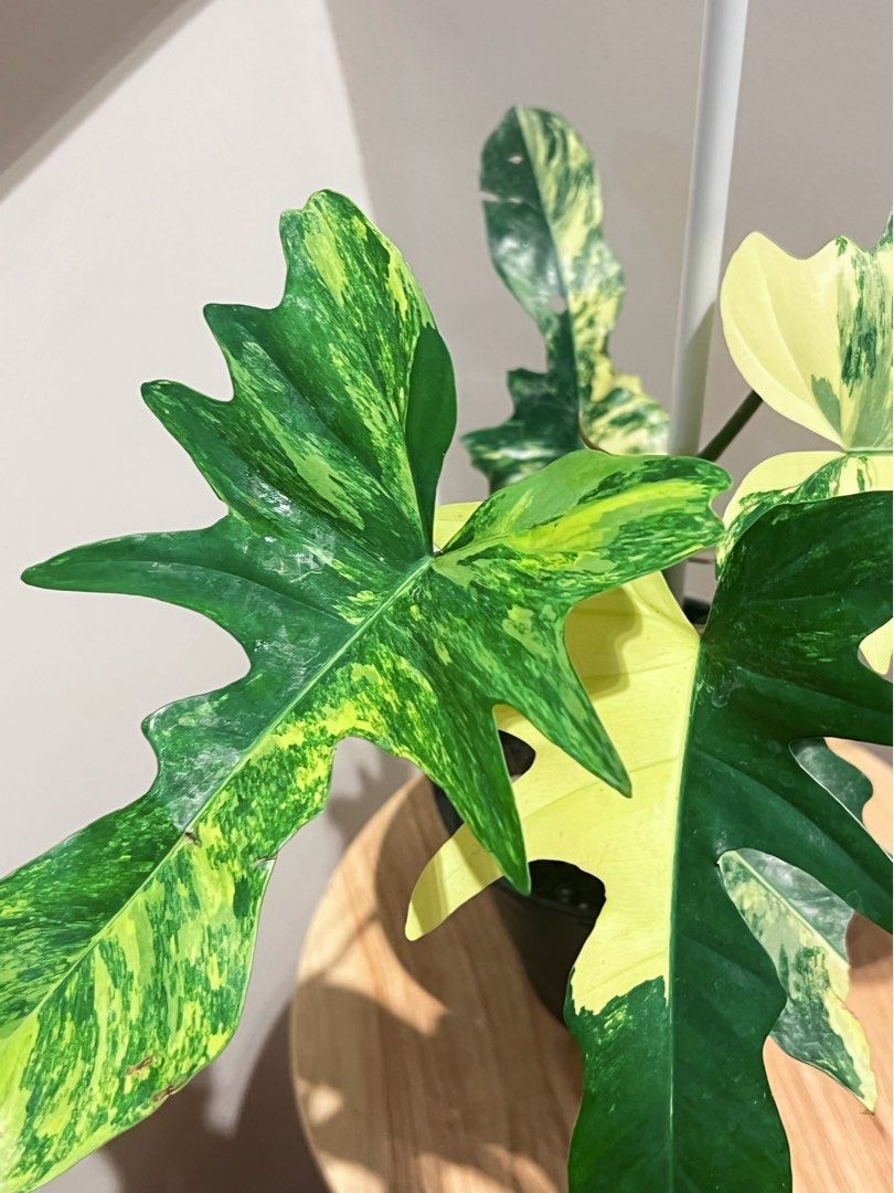 Philodendron Kittina Keyform (Category: Plants & Seeds) located in Antipolo. Submitted by goodvinesonly888 (Listing ID 1460930577, Image 1). Description: - Beautiful variegated Philodendron - Unique leaf shape with striking green and yellow patterns - Comes in a black pot with a support stake - Healthy and ready for a new home - Ideal for plant collectors - Care: Water when soil is dry, prefers bright, indirect light.