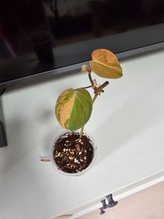 (Category: ) located in . Submitted by happygrowing (Listing ID 1460942040, Image 1). Description: .