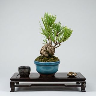 Bonsai  Collection item 2
