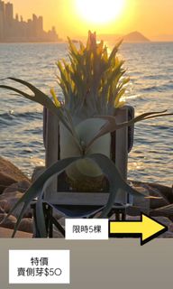 （分類：）位於 。 由 calvinplants 提交（商品編號 1460933827，圖片 1）。簡介： 。