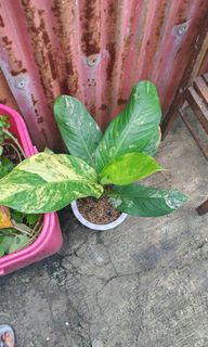 (Category: ) located in . Submitted by plantcorner (Listing ID 1460995415, Image 1). Description: .