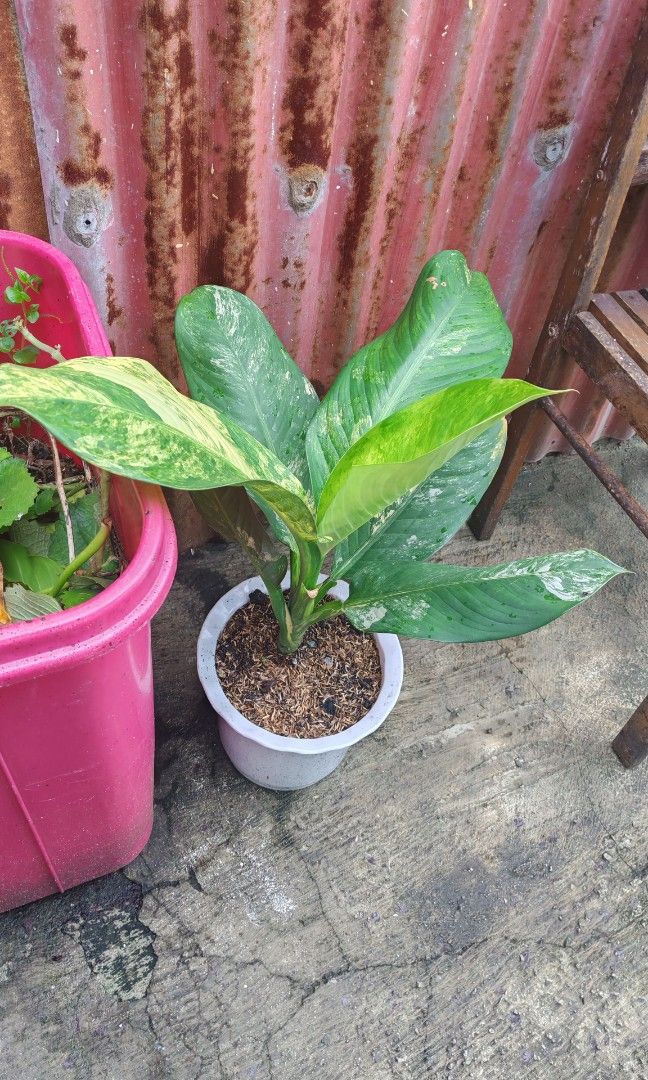 Variegated elephant ear (Category: Plants & Seeds) located in Quezon City. Submitted by plantcorner (Listing ID 1460995415, Image 2). Description: .