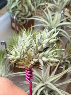 （分類：）位於 。 由 hkplanta 提交（商品編號 1461219168，圖片 1）。簡介： 。