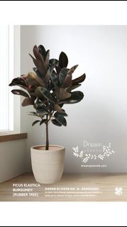 （分類：）位於 。 由 dreamplants 提交（商品編號 1461234987，圖片 1）。簡介： 。