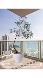 （分類：）位於 。 由 dreamplants 提交（商品編號 1461205571，圖片 1）。簡介： 。