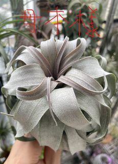 （分類：）位於 。 由 hkplanta 提交（商品編號 1461235988，圖片 1）。簡介： 。