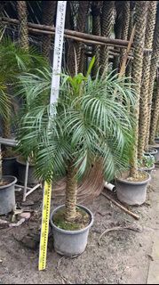 （分類：）位於 。 由 dreamplants 提交（商品編號 1461232063，圖片 1）。簡介： 。