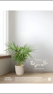 （分類：）位於 。 由 dreamplants 提交（商品編號 1461226420，圖片 1）。簡介： 。