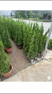 （分類：）位於 。 由 dreamplants 提交（商品編號 1461294901，圖片 1）。簡介： 。