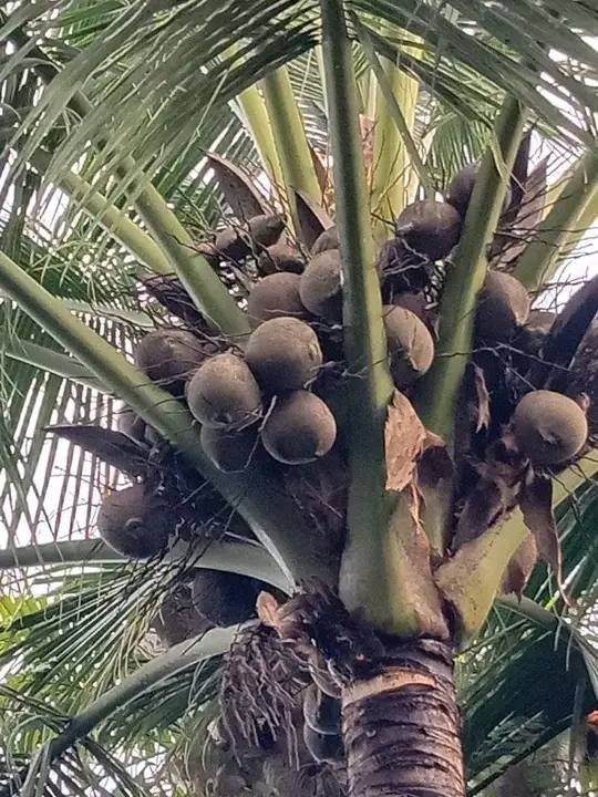 Agta / Tapul Coconut (Category: Plants & Seeds) located in Los Banos. Submitted by seaalionn (Listing ID 1461170865, Image 3). Description: Rare Agta Coconut. Also called Tapol coconut. Native folkloric medicinal coconut..