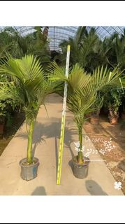 （分類：）位於 。 由 dreamplants 提交（商品編號 1461229553，圖片 1）。簡介： 。