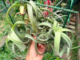 （分類：）位於 。 由 hkplanta 提交（商品編號 1461234427，圖片 1）。簡介： 。