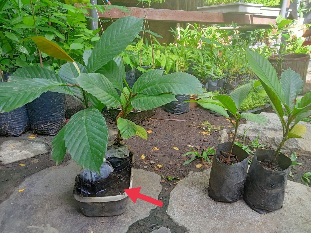 Catmon Seedling (Category: Plants & Seeds) located in Los Banos. Submitted by seaalionn (Listing ID 1461166516, Image 3). Description: Philippine native fruit bearing tree that grows 6-15 meters Leaves are beautiful and shiny, making it an ideal landscaping / shade tree The fruit is edible, and mostly used as a souring agent in culinary. It is also used as base in sinigang mix. Fruit may also be processed into sauces and jam. The fruit is feature