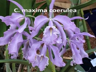 Cattleya Alliance  Collection item 3