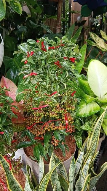 Christmas berry/money tree/ (Category: Plants & Seeds) located in Manila. Submitted by crisantovelasco (Listing ID 1461133066, Image 2). Description: - Vibrant green leaves with beautiful variegated edges. - Features delicate small red flowers. - Adorned with clusters of charming green berries. - Presented in a stylish textured beige pot. - Topped with natural coir for a finished look. - Healthy and well-maintained plant. - Perfect for bringing a