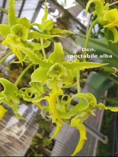 Other Orchid species and hybrids Collection item 2