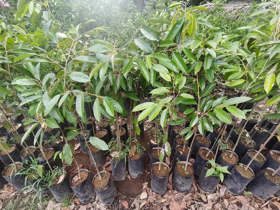 Durian (Mothong variety) (Category: Plants & Seeds) located in Los Banos. Submitted by seaalionn (Listing ID 1461167975, Image 1). Description: most important and famous durian variety of Thailand. It literally means "golden pillow" in Thai. Fruits are large, elongated, oval-cylindrical and tapering at the stylar end. The large fruit has a pronounced beak, lobed, yellowish-brown each weighing about 2-6 kg. Grafted -php350 Matured -php1,5k.