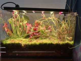 (Category: ) located in . Submitted by wildwoven (Listing ID 1461261095, Image 1). Description: .