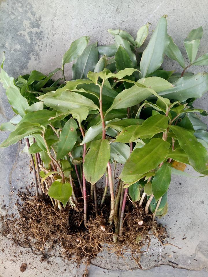 Insulin Plant (10's) (Category: Plants & Seeds) located in Los Banos. Submitted by seaalionn (Listing ID 1461167057, Image 1). Description: Benefits of Insulin Plants - lower blood levels of fat and sugar - act as diuretic - antioxidant - antibiotic - anti can cer. Ito ang pinakamurang blood sugar controller. Paano Gamitin: Kainin ang dahon ng hilaw, 2 sa umaga 2 sa gabi Ibabad sa isang pitsel na inuming tubig overnight ang pinutol-putol na isang