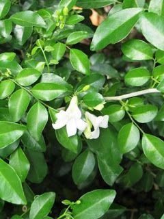 Kamuning Plants (Category: Plants & Seeds) located in Los Banos. Submitted by seaalionn (Listing ID 1460794820, Image 3). Description: seedling -php150 matured -php1k.