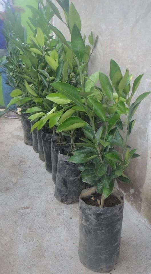 Lado Citrus (grafted) (Category: Plants & Seeds) located in Los Banos. Submitted by seaalionn (Listing ID 1461165778, Image 1). Description: Lado is from citrus family fruits are bigger than and sweeter than dalandan grafted planting materials available.