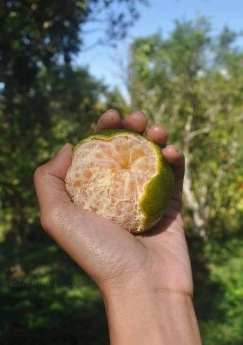 Lado Citrus (grafted) (Category: Plants & Seeds) located in Los Banos. Submitted by seaalionn (Listing ID 1461165778, Image 2). Description: Lado is from citrus family fruits are bigger than and sweeter than dalandan grafted planting materials available.