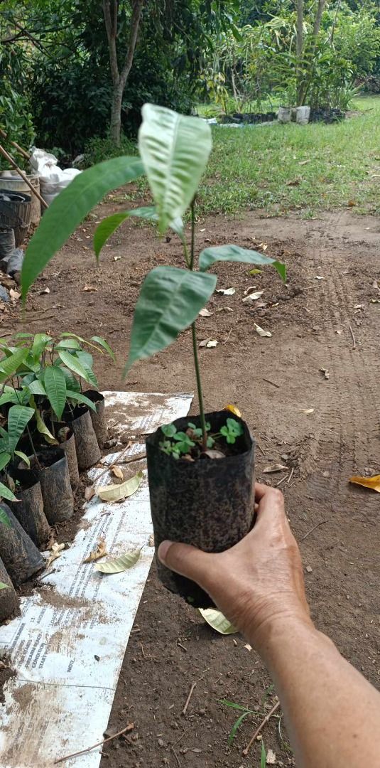 Maprang / Mango Plum (Category: Plants & Seeds) located in Los Banos. Submitted by seaalionn (Listing ID 1461168781, Image 1). Description: Rare exotic fruit-bearing tree Lasang manga-sinegwelas ang prutas Propagated from seed, ~1ft to 1.5ft tall Grafted ~1ft to 1.5ft.
